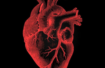 Pitva vepřového srdce v biologicko-chemickém semináři